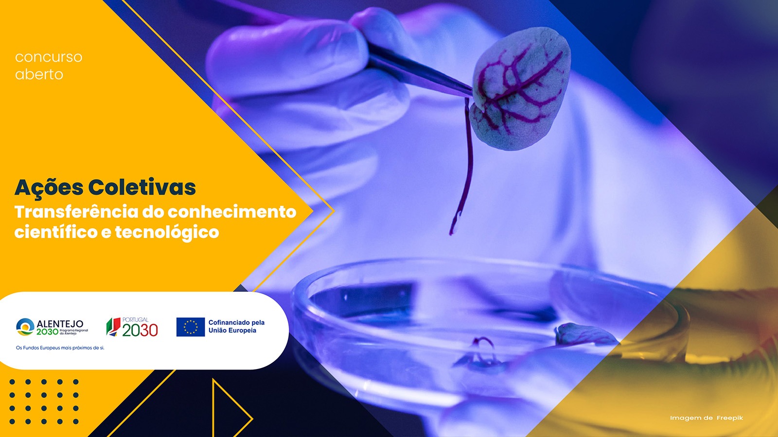 transf_conhecimento Alentejo 2030 abre concurso com 3 milhões de euros para reforçar a transferência de conhecimento científico e tecnológico na região